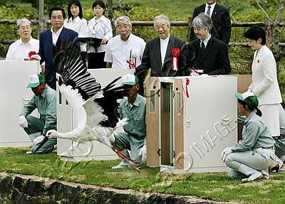 JAPAN-ANIMAL-STORK-190550-p.jpg