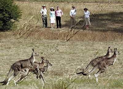 AUSTRALIA_DENMARK_ROYAL__17.jpg