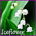 iceflower's Avatar