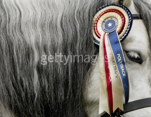 Balmoral Jingle, Windsor show winner, 14 May 2005.jpg