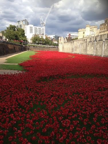 Poppy Field.jpg