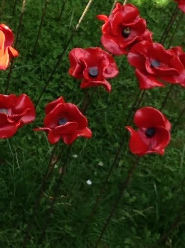 Poppy Close Up.jpg