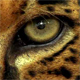 jaguar's Avatar